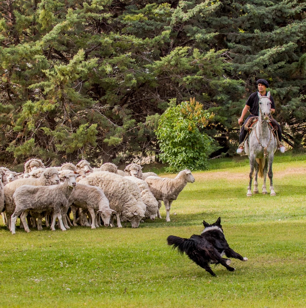 sheep