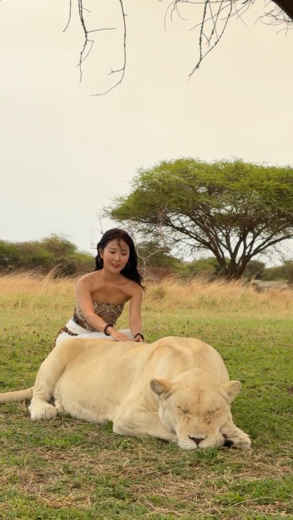 safari