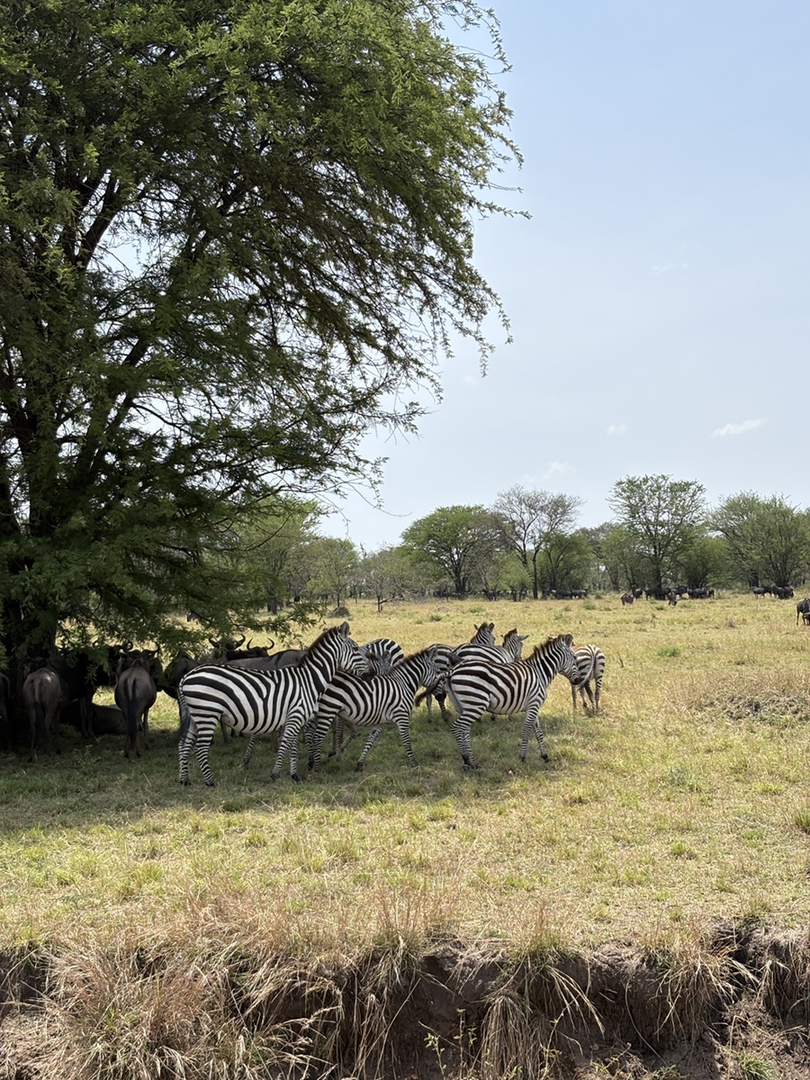 safari