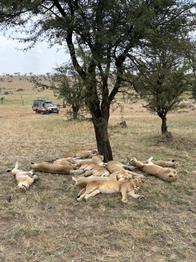 safari