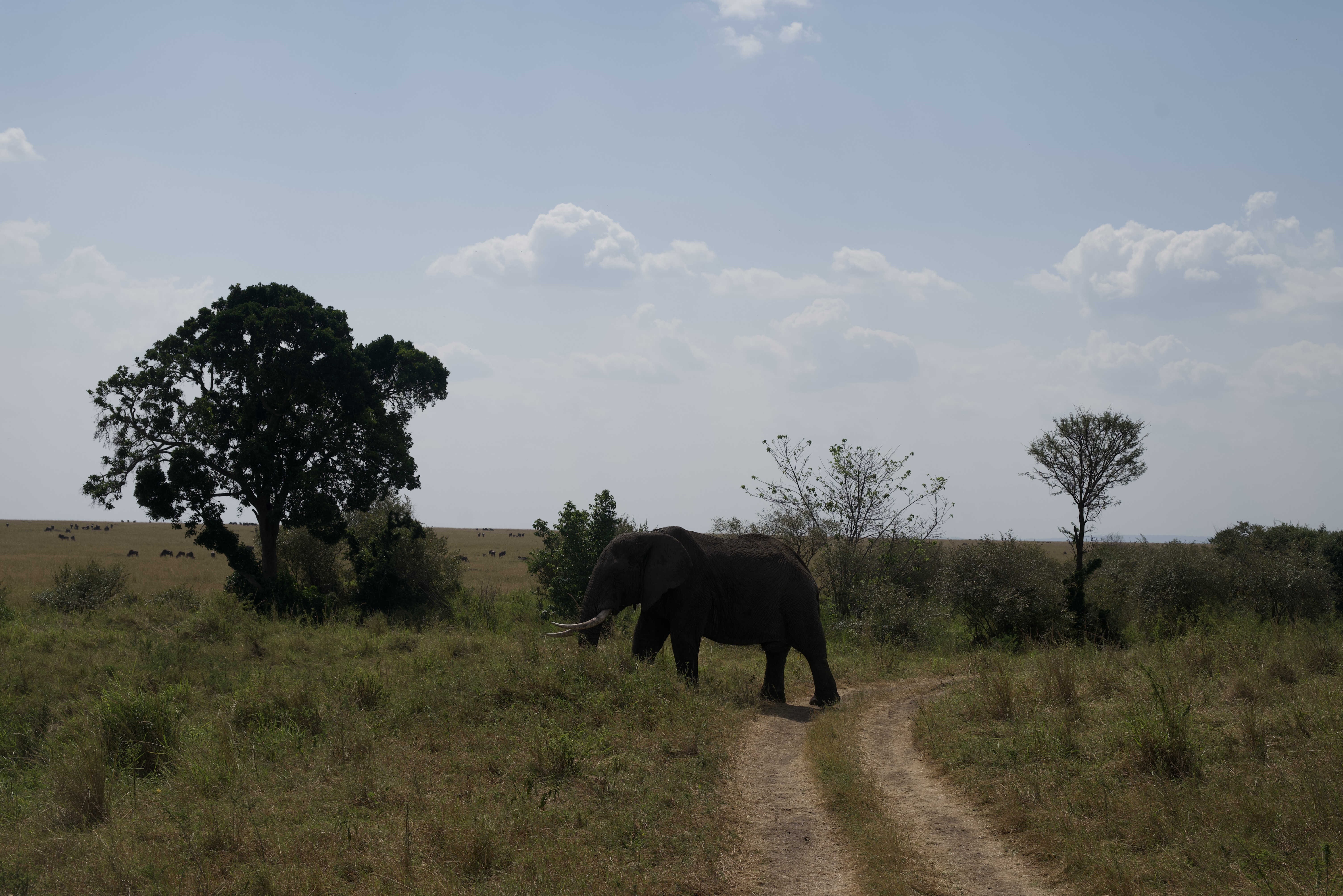 safari