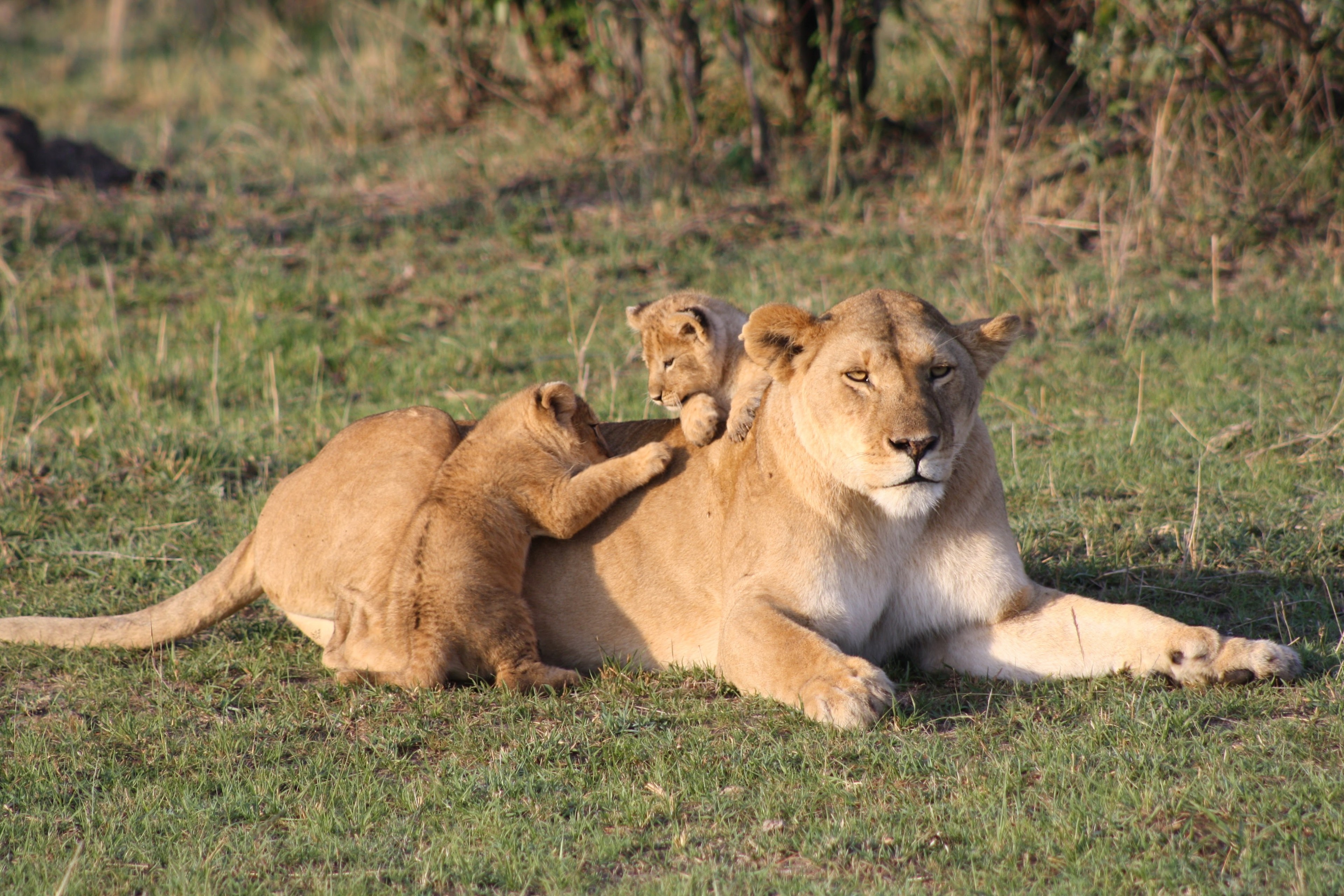 Kenya_Masai_Mara_National_Park