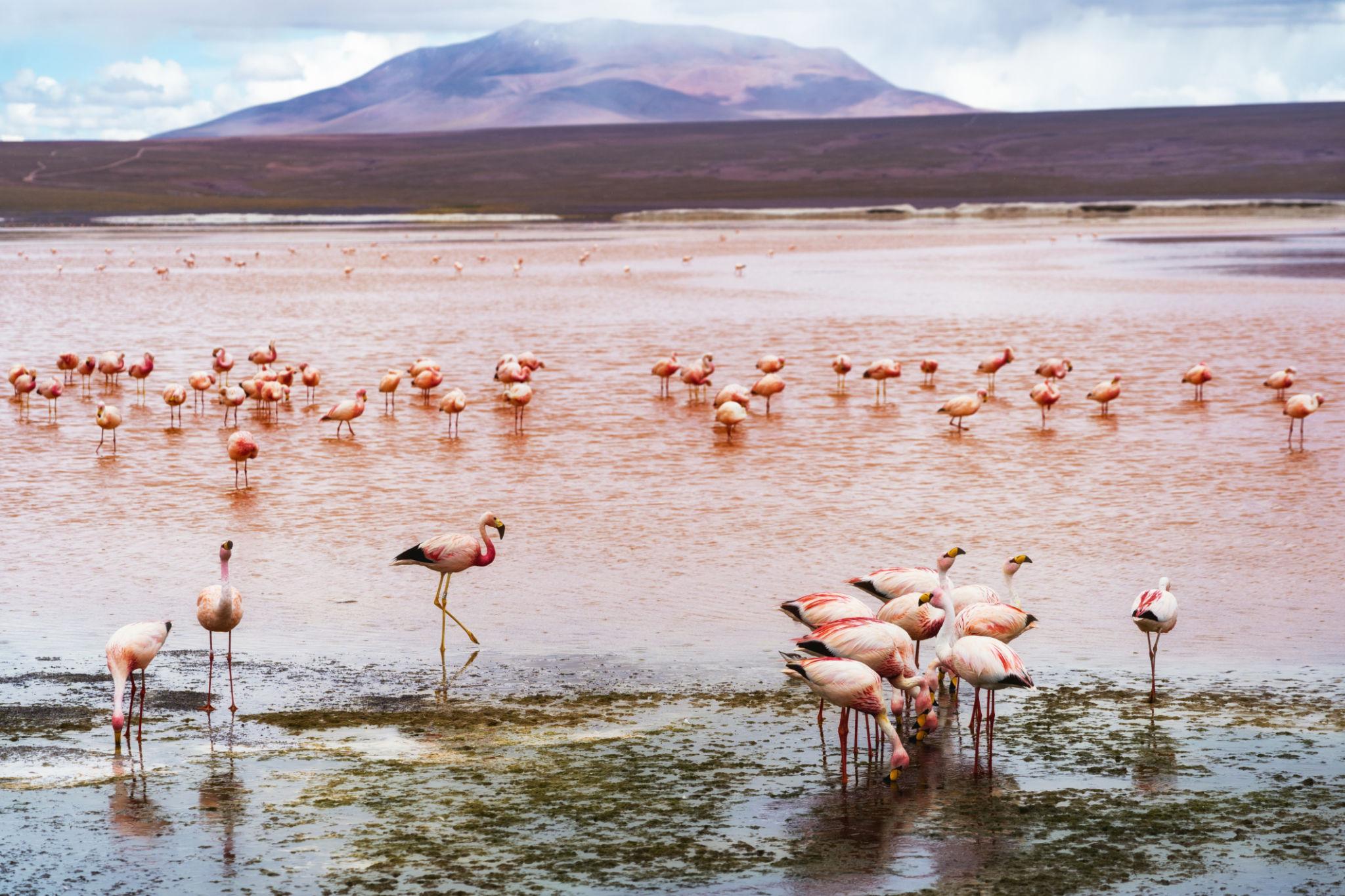 Laguna Colorada