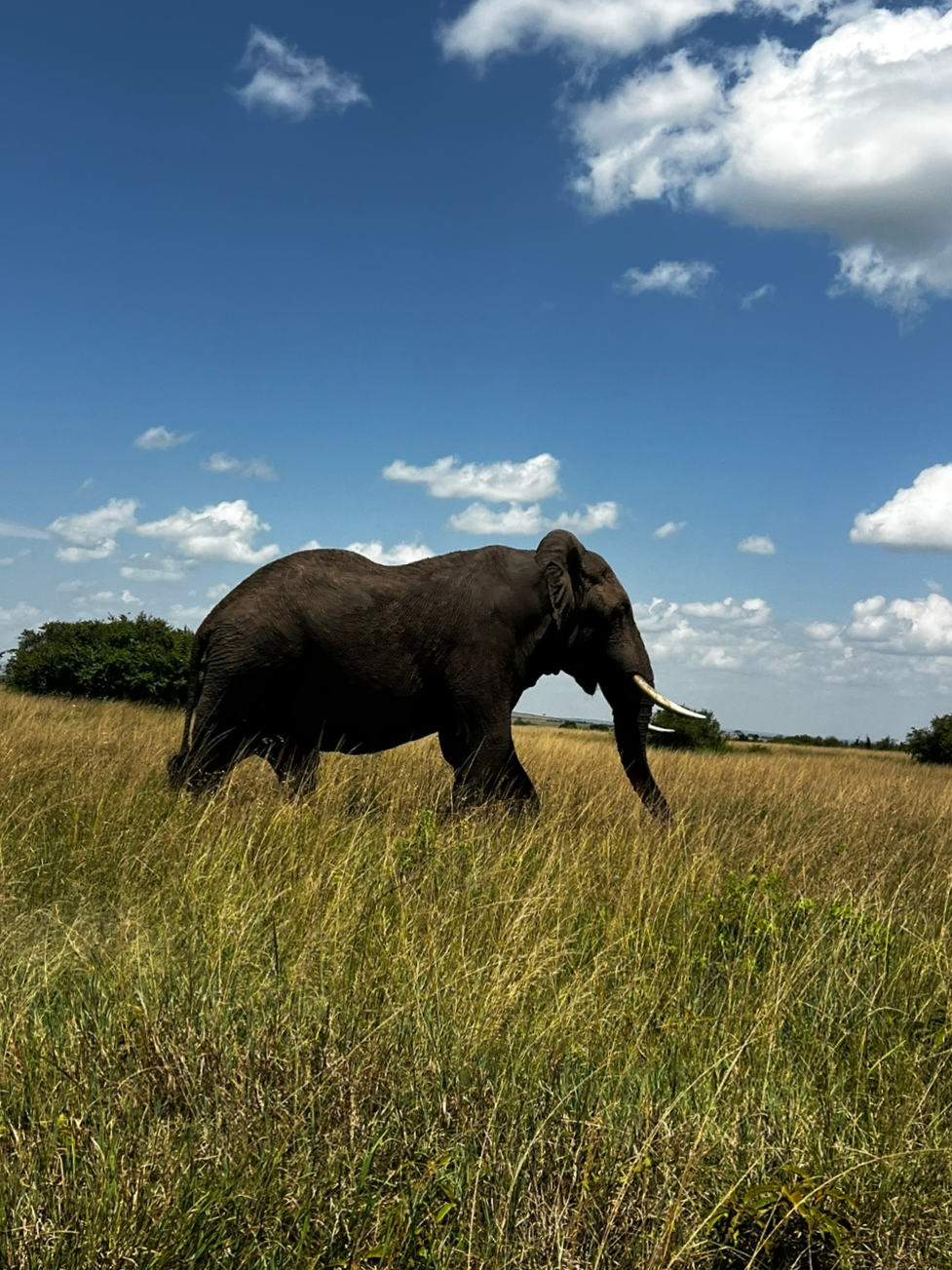 safari