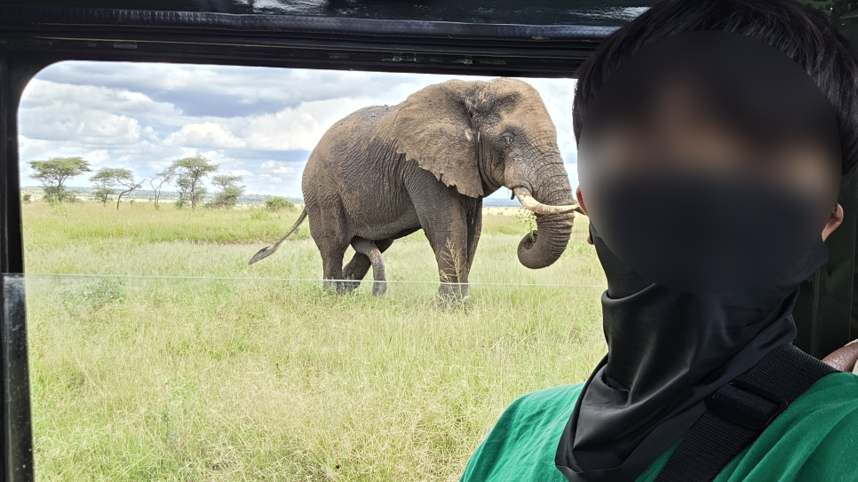 safari