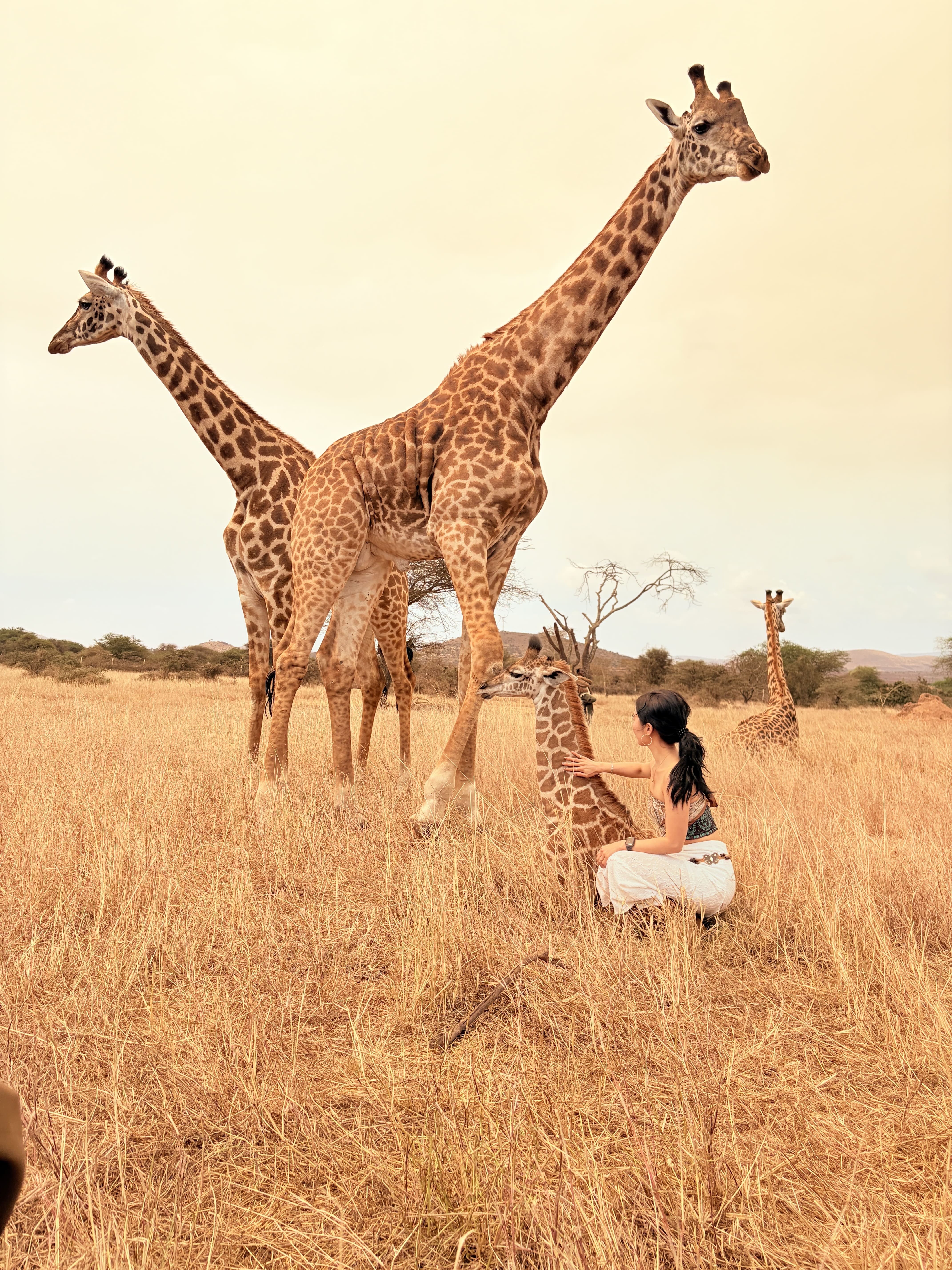 safari