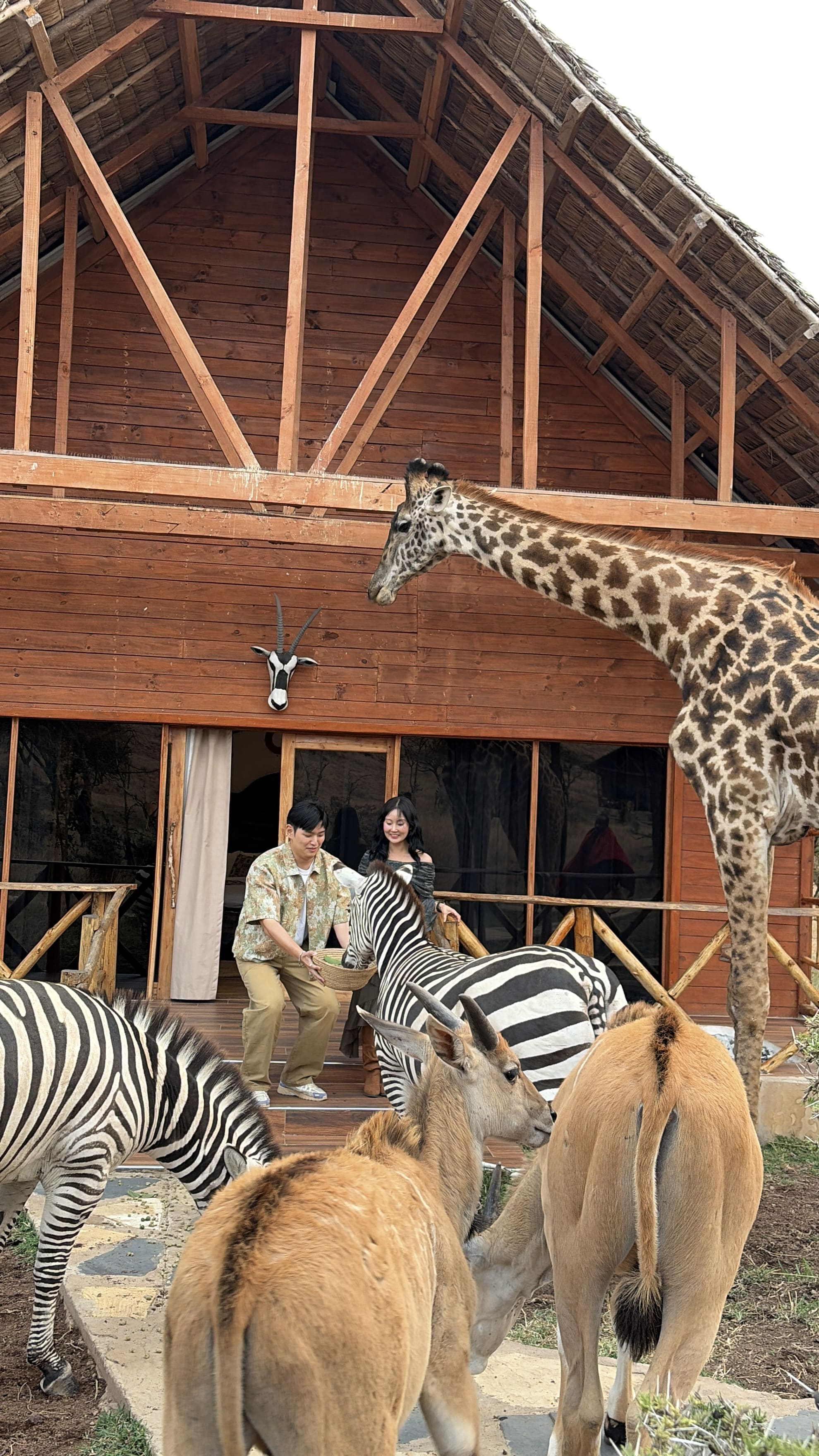 safari