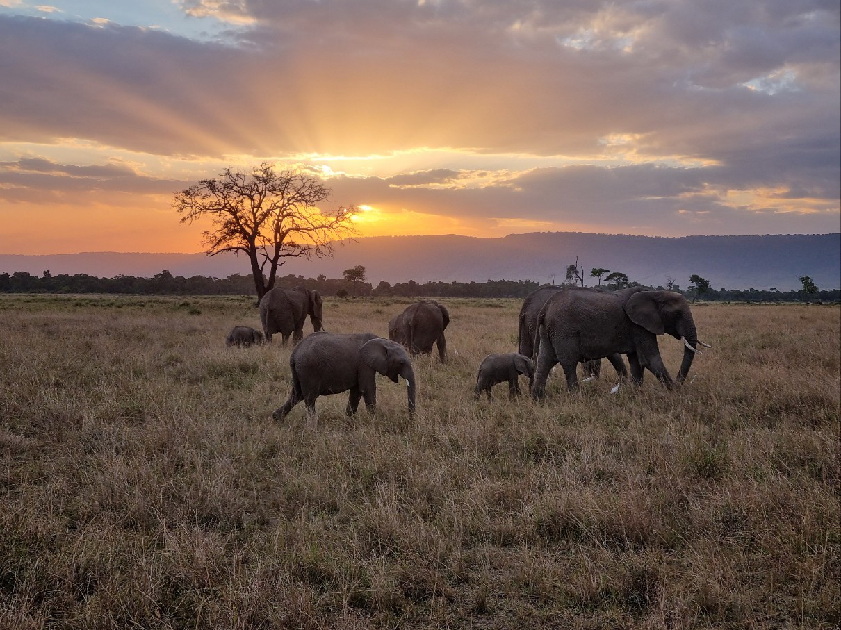 kenya