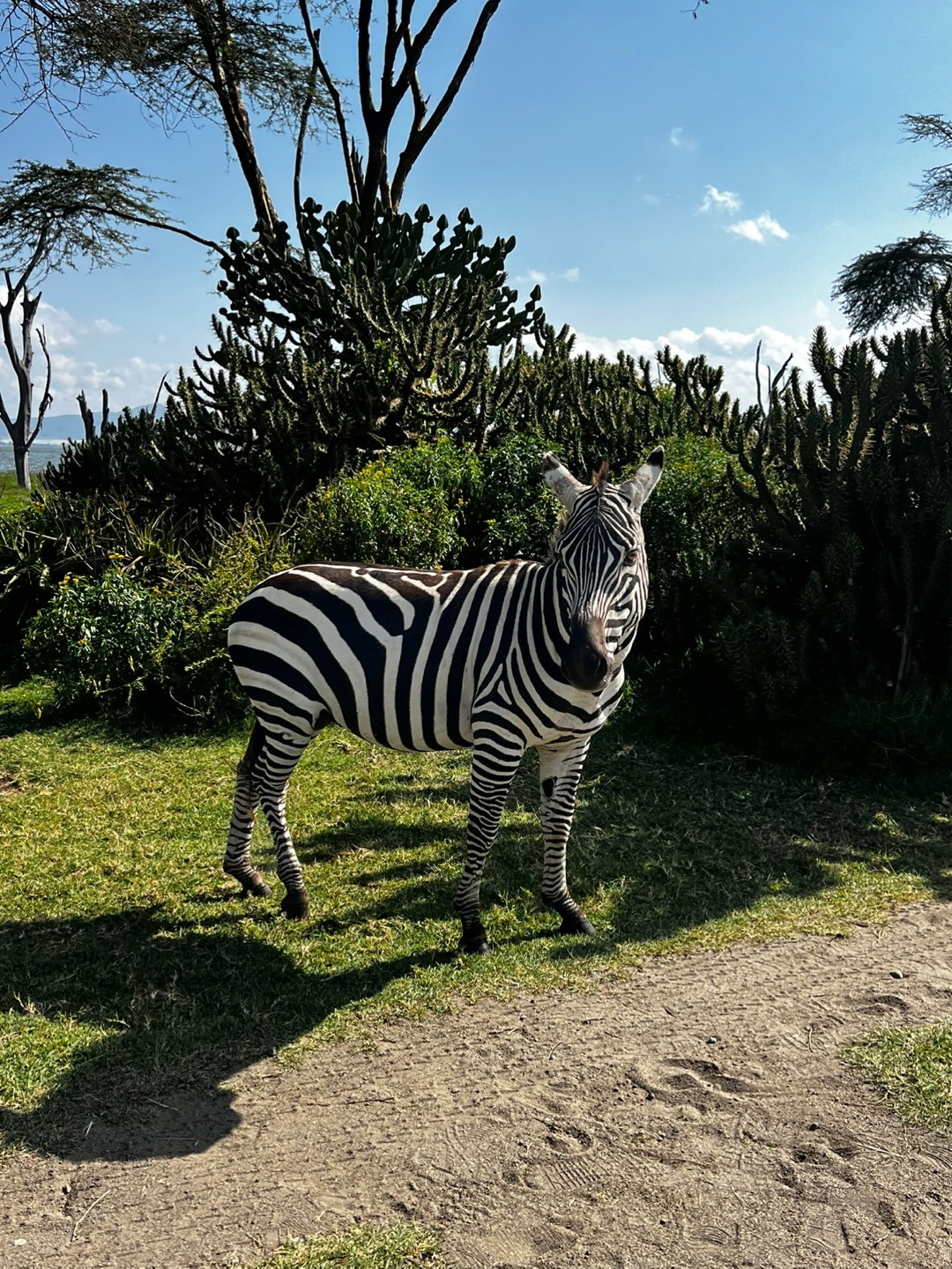 safari
