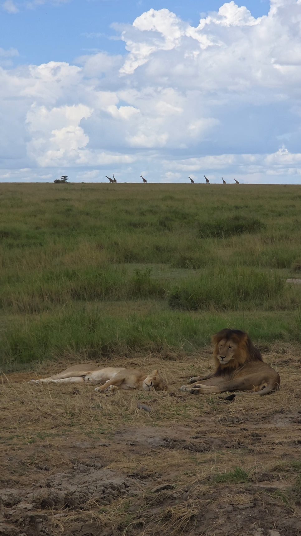 safari