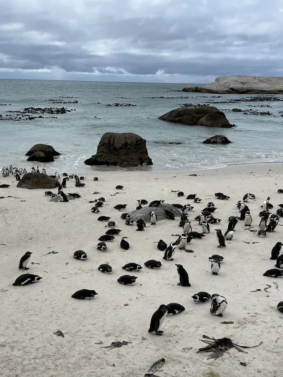 사파리 투어와 휴양, 모두를 만족한 아프리카 신혼여행