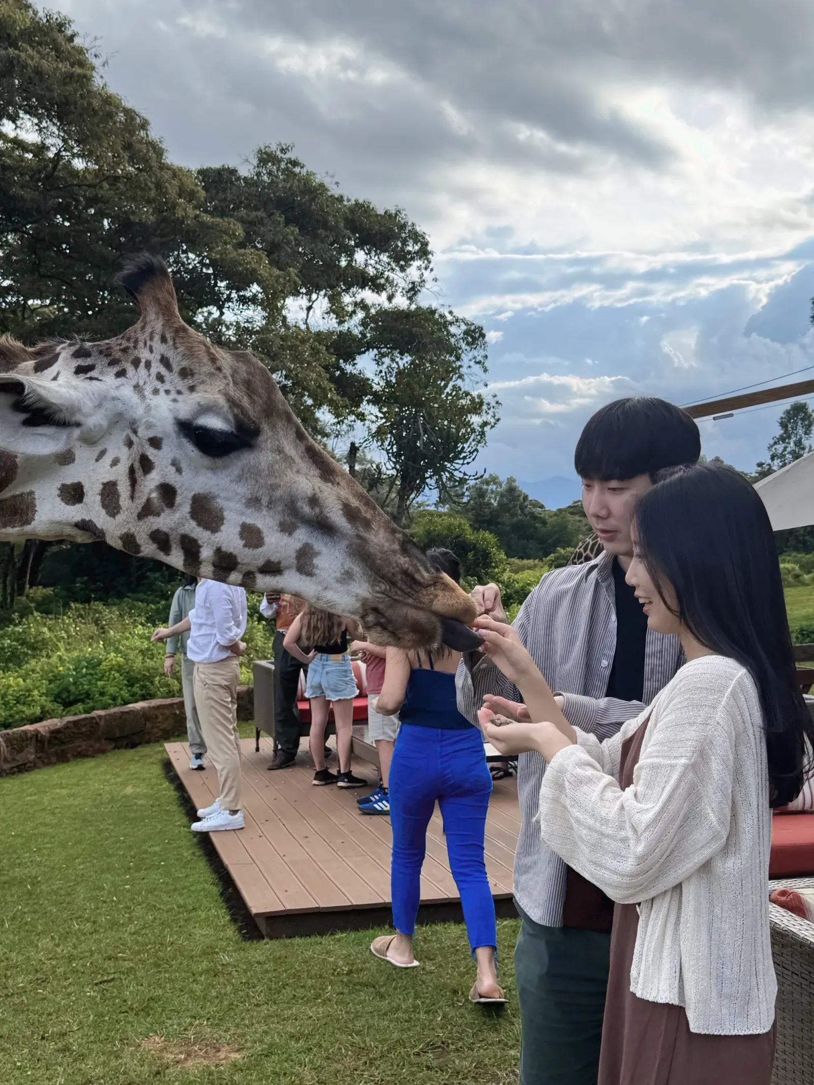 꿈에 그리던 케냐 기린호텔과 사파리투어