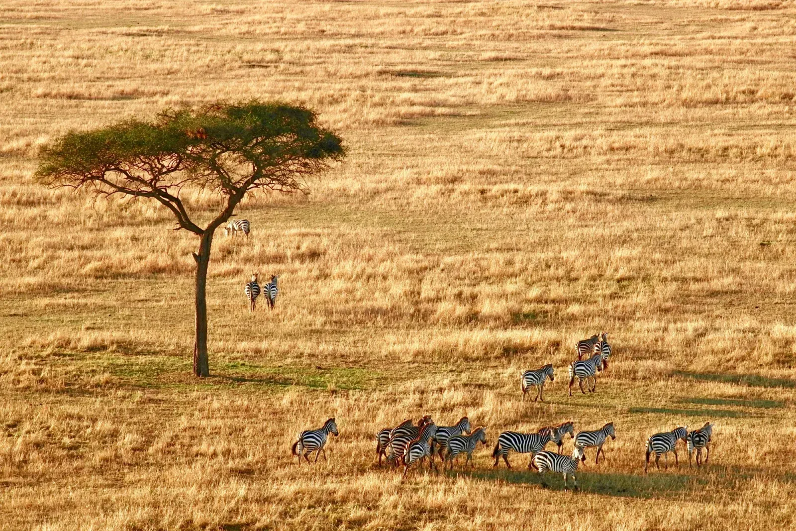 safari honeymoon