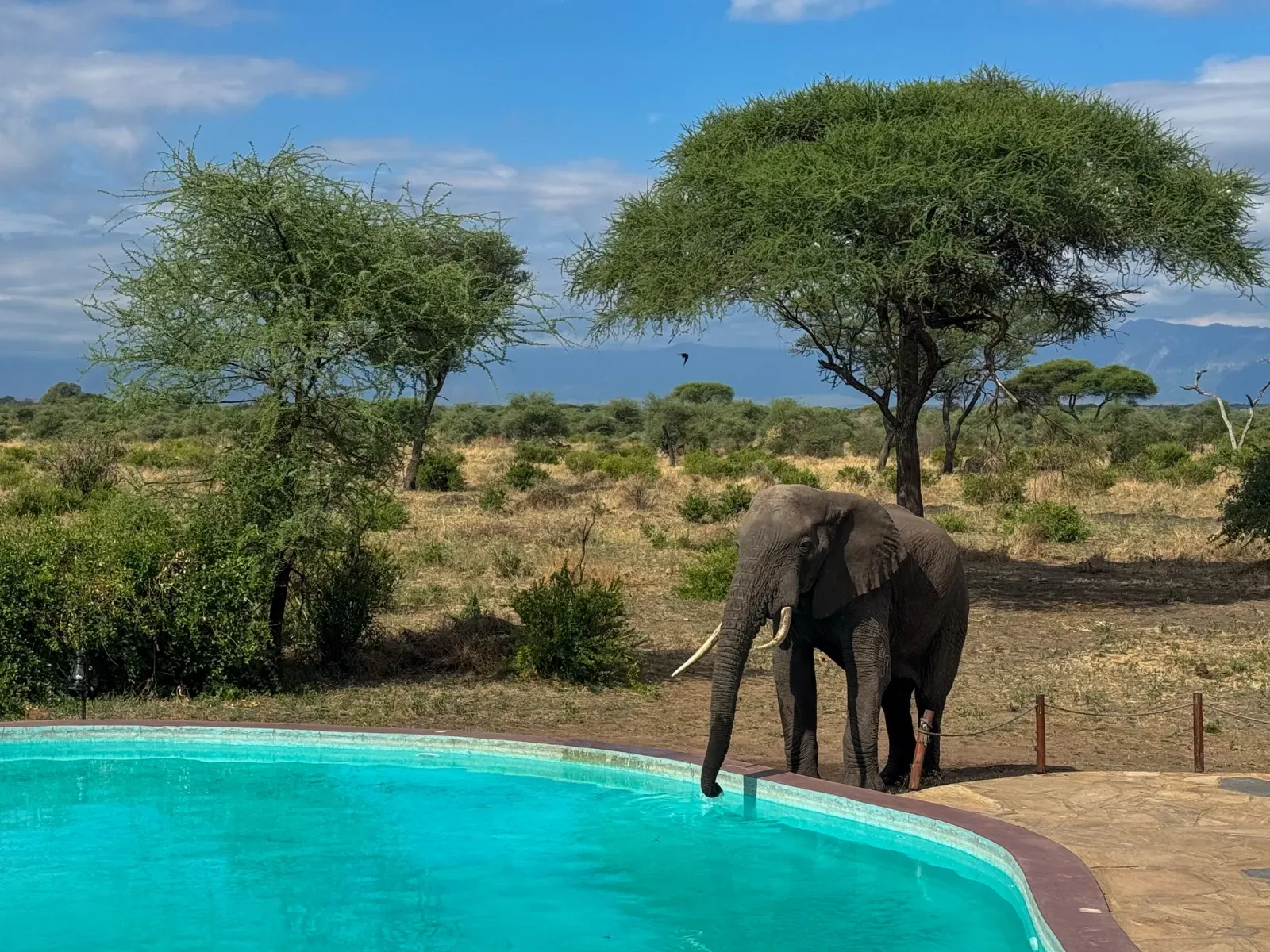고객님이 머무신 tarangire simba lodge