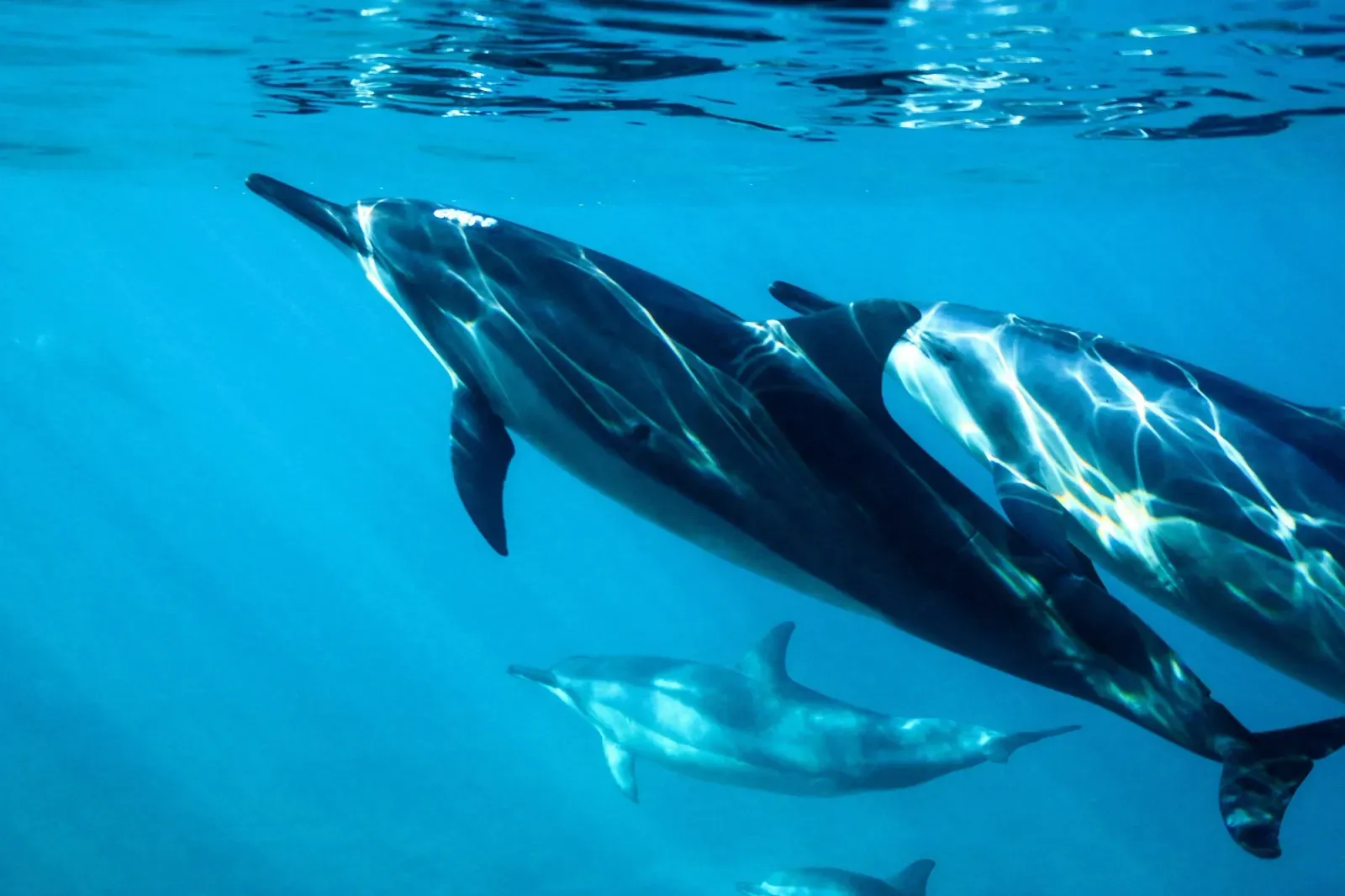 dolphin tour